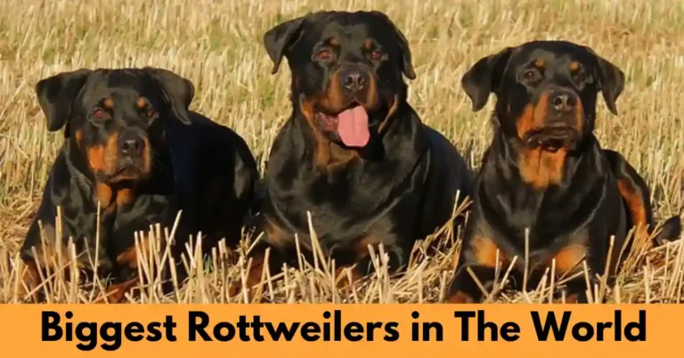 Three Rottweilers Are Sitting
