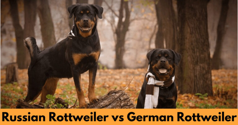 Two Rottweiler Dogs
