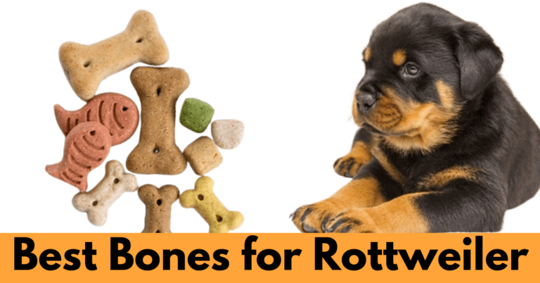 Toy Bones and a Rottweiler Puppy