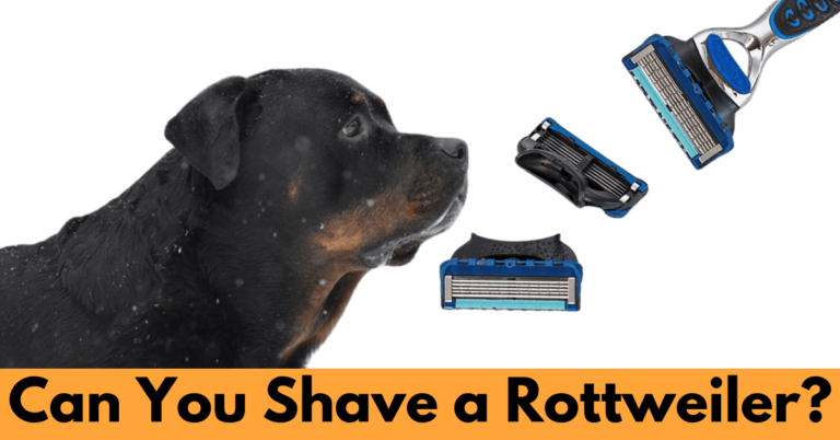 A Rottweiler dog and a Shaving Kit