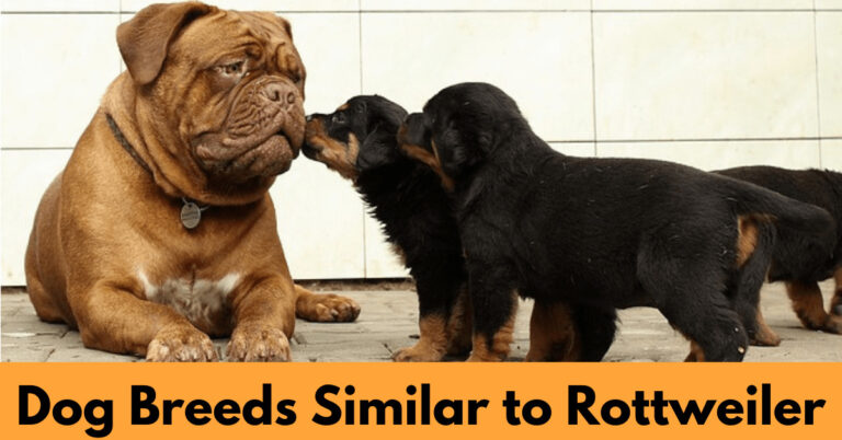 Rottweiler Puppies and a Pitbull
