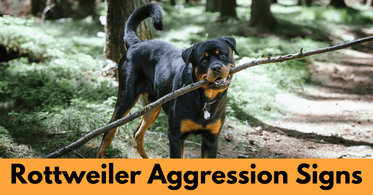 Rottweiler Dog standing with stick in mouth