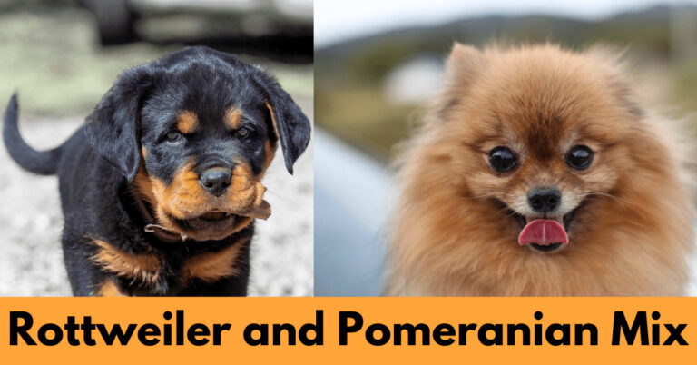 Rottweiler and Pomeranian Dog