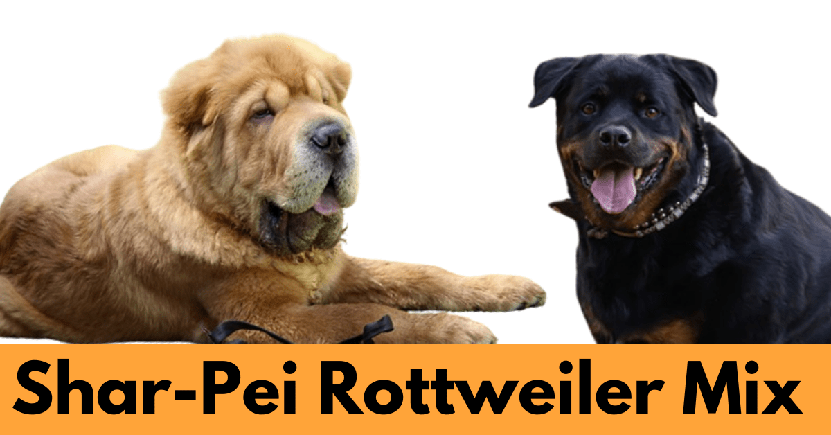 A Shar-Pie and a Rottweiler Dog