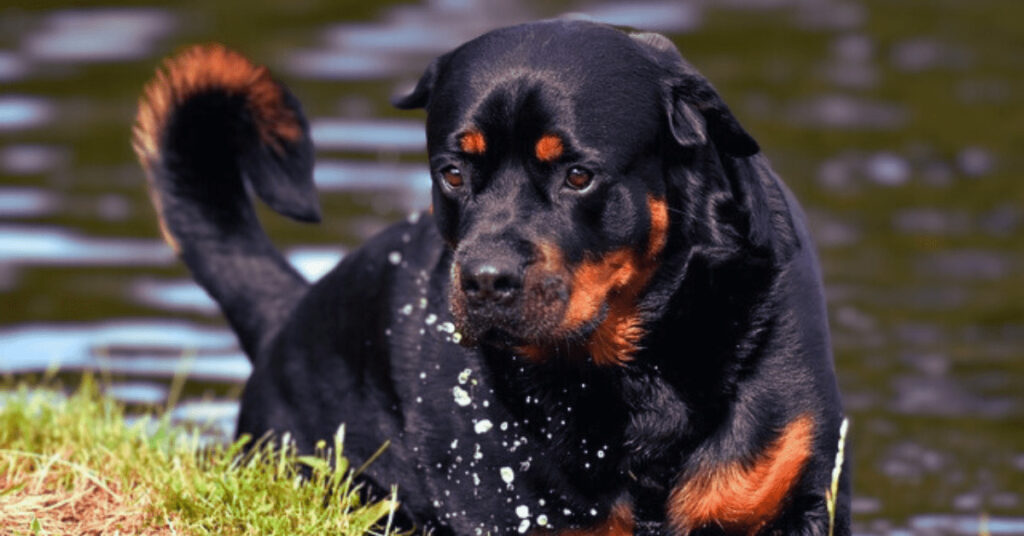 Rottweiler Dog in a Pond