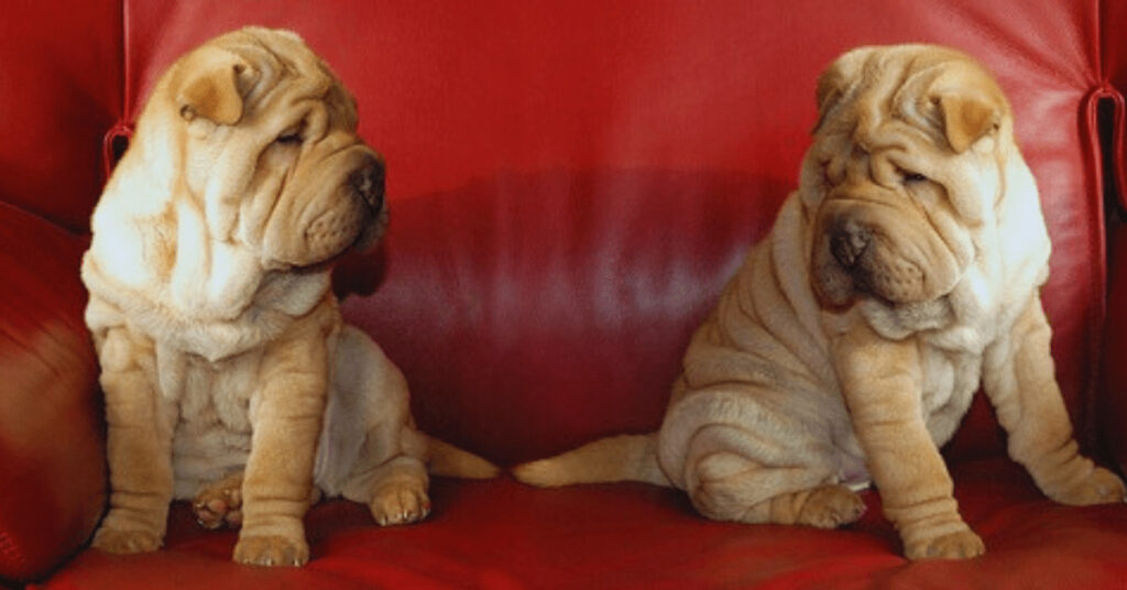 Two Shar-Pei Dogs Sitting on Couch
