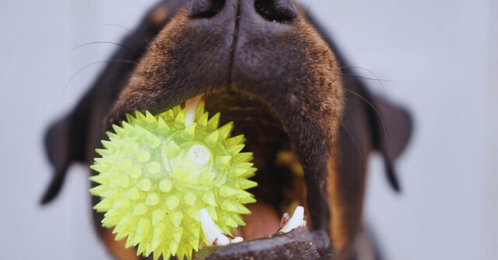 Rottweiler dog having toy in mouth