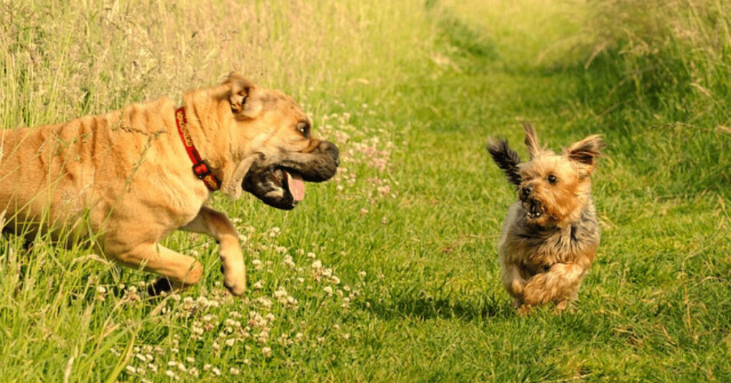 Shar-Pei Dog running with other dog