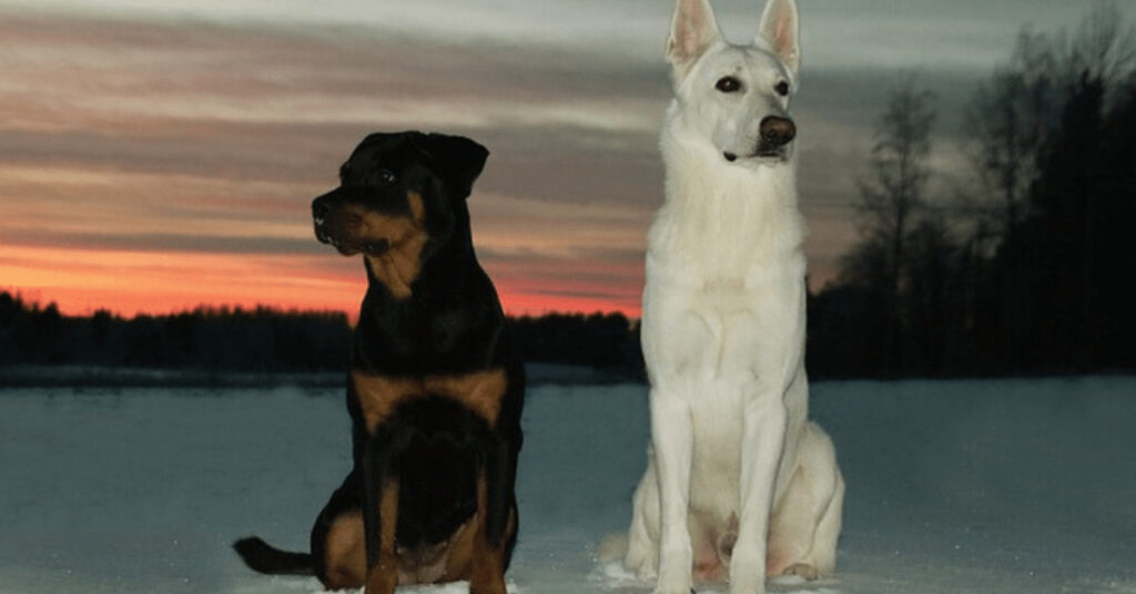 Rottweiler Dog with Other Dog
