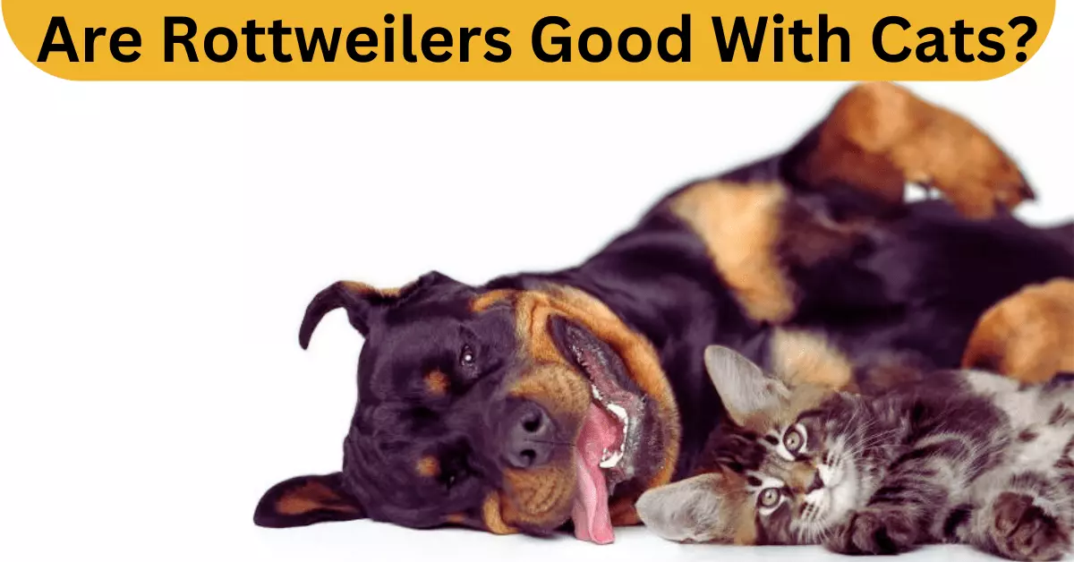 A Rottweiler and a Cat