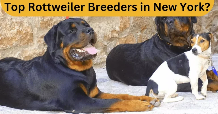 Two Rottweilers sitting near with another breed dog