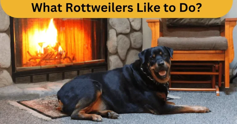A Rottweiler is sitting in home near fire