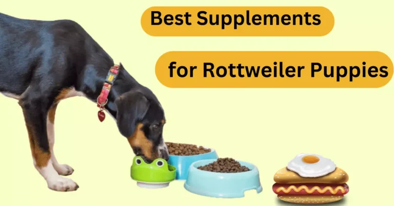 A Rottweiler eating food