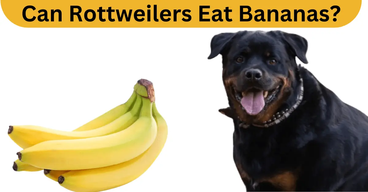 A Rottweiler and Bananas