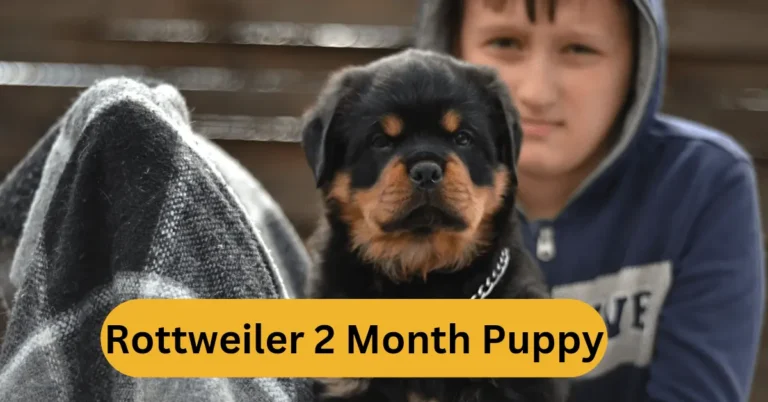 A boy with a Rottweiler puppy